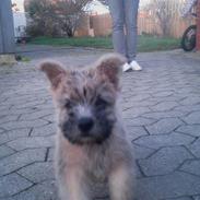 Cairn terrier Max