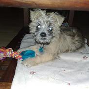 Cairn terrier Max