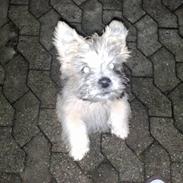 Cairn terrier Max