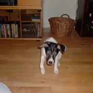 Dansk svensk gaardhund lucky