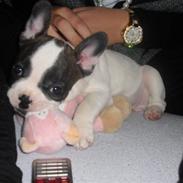Fransk bulldog Tess