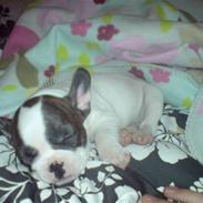 Fransk bulldog Tess