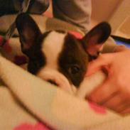 Fransk bulldog Tess