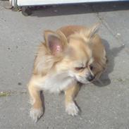 Chihuahua Pippi