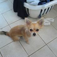 Chihuahua Pippi