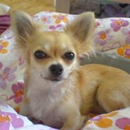Chihuahua Pippi