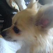 Chihuahua Pippi