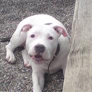 Amerikansk staffordshire terrier Lilly