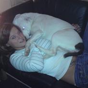 Amerikansk staffordshire terrier Lilly