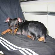 Prazsky krysarik Nemo