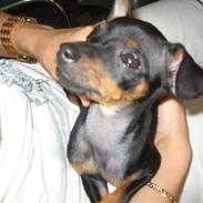 Prazsky krysarik Nemo