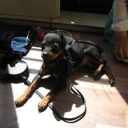 Prazsky krysarik Nemo