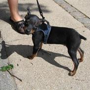 Prazsky krysarik Nemo