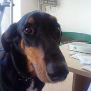 Blanding af racer Rex