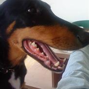 Blanding af racer Rex