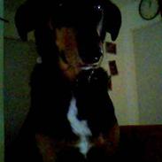 Blanding af racer Rex