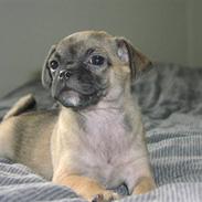 Blanding af racer Diego