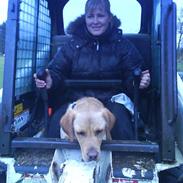 Labrador retriever Rufus