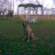 Labrador retriever Rufus