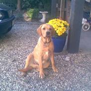 Labrador retriever Rufus