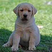 Labrador retriever Rufus