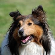 Shetland sheepdog Uni Z Korziarni, død 2010