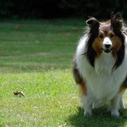Shetland sheepdog Uni Z Korziarni, død 2010