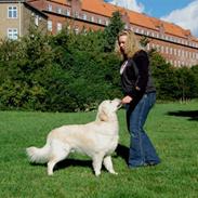 Golden retriever Walter