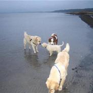 Golden retriever Walter