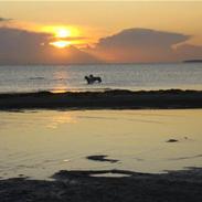 Golden retriever Walter