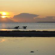 Golden retriever Walter