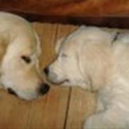 Golden retriever Walter