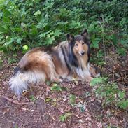 Collie langhåret Lady