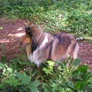 Collie langhåret Lady