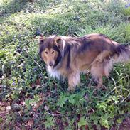 Collie langhåret Lady