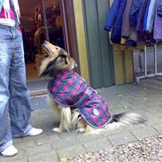 Collie langhåret Lady