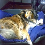 Collie langhåret Lady