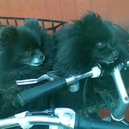 Pomeranian Tess, Himmelhund 19/2-10