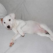 Parson russell terrier Gucci