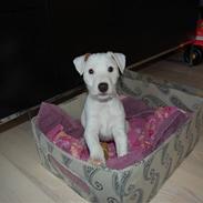 Parson russell terrier Gucci