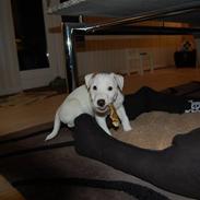 Parson russell terrier Gucci