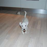 Parson russell terrier Gucci