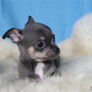 Chihuahua Oskar Latigo Berg