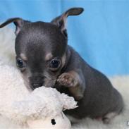 Chihuahua Oskar Latigo Berg