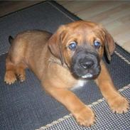 Blanding af racer Pumba  R.I.P 