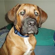 Blanding af racer Pumba  R.I.P 