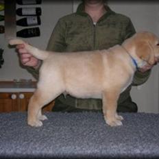 Labrador retriever Guinnes