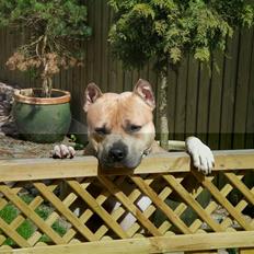 Amerikansk staffordshire terrier Buzz