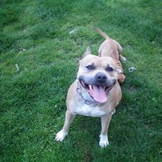 Amerikansk staffordshire terrier Buzz