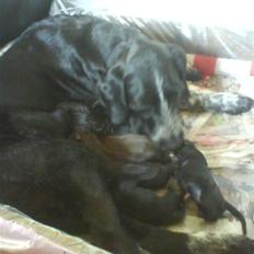 Blanding af racer Mille <3 R.I.P